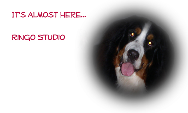 Ringo the Bernese Mountain Dog